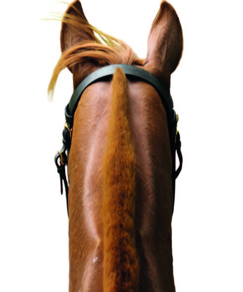 Programme colloque Le cheval à Chambord une histoire de Renaissances_Page_1_Image_0002