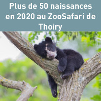 Au ZooSafari de Thoiry, Plus de 50 naissances en 2020