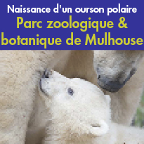 Naissance<br>d'un ourson polaire au<br>Parc zoologique<br>& botanique<br>de Mulhouse