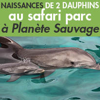 Naissances<br>exceptionnelles<br>de 2 dauphins<br>à la Cité Marine du parc