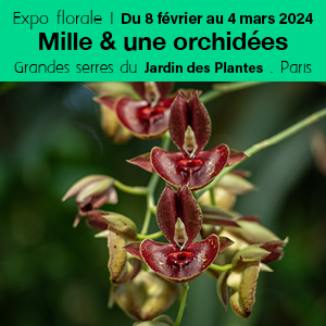 Jardin des Plantes. Exposition florale du 8 février au 4 mars 2024