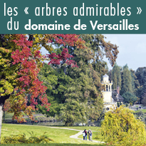 Découvrez les « arbres admirables » du domaine de Versailles de chez vous