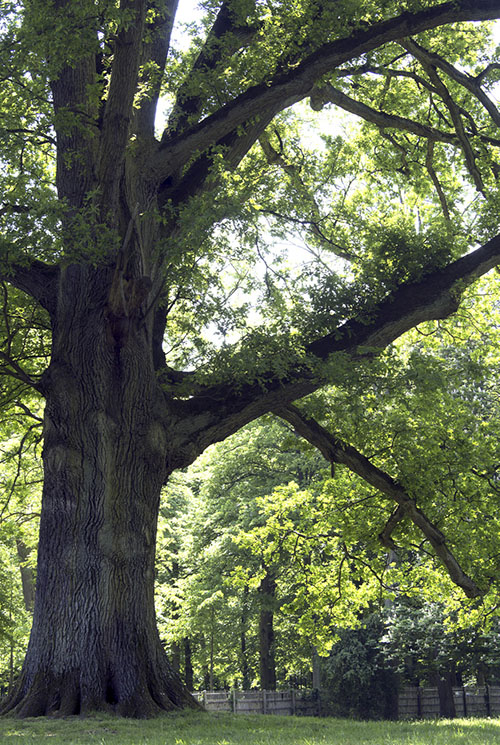 2versaille arbres