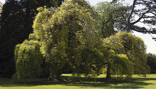 3versaille arbres