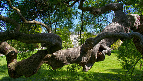 4versaille arbres