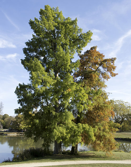 5versaille arbres