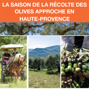 Voyage autour de l'Olive en Haute-Provence.