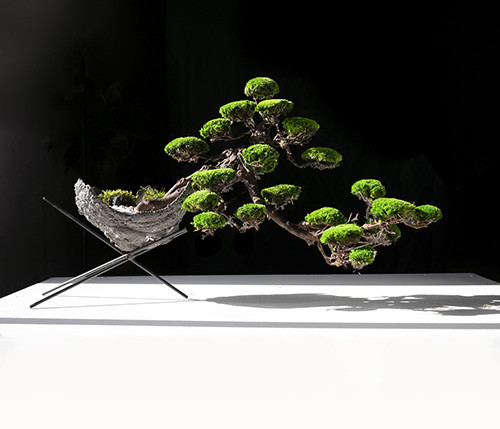 Bonsai_Labotanica.design