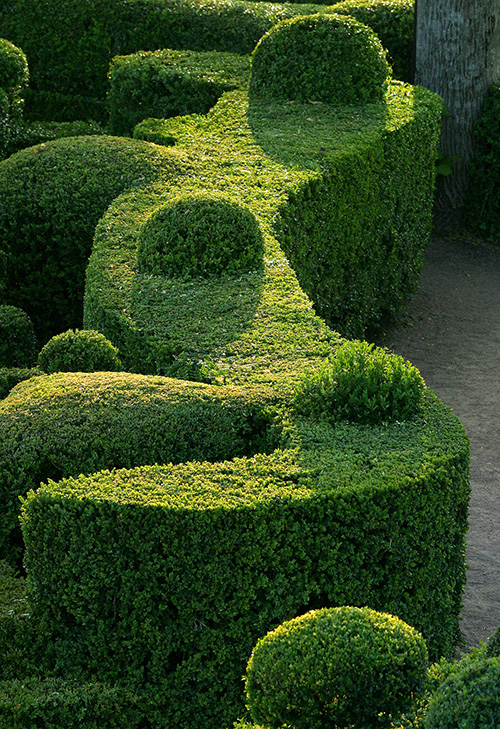 marqueyssac_haie.jpg