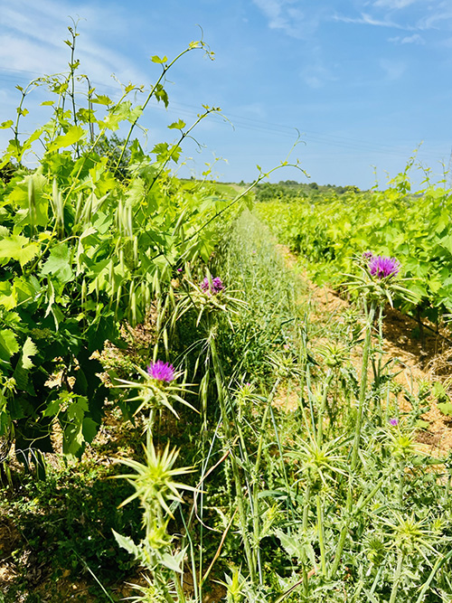 cardonvigne
