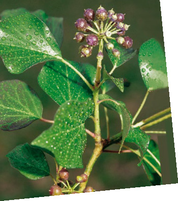 CP-AVOGEL-BRONCHOSAN_Page_1_Image_0004.jpg