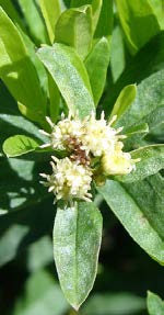 DP_Propolis_verte_Famille_Mary_Page_2_Image_0003.jpg