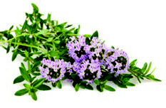 DP_Propolis_verte_Famille_Mary_Page_3_Image_0001.jpg