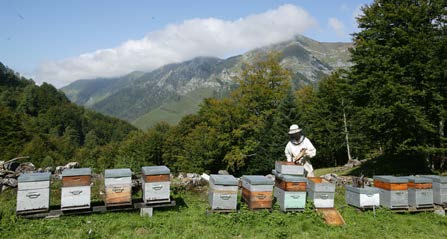 DP_Propolis_verte_Famille_Mary_Page_6_Image_0005.jpg