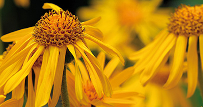 arnica.jpg