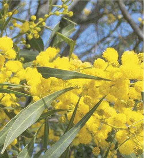 DP-ELIXIRS-DE-FLEURS-DU-BUSH-AUSTRALIEN_Page_01_Image_0001.jpg
