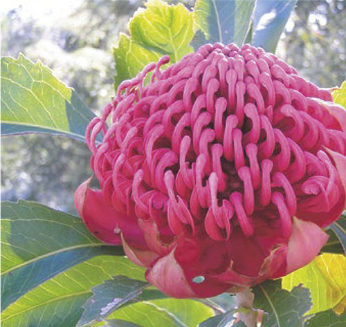 DP-ELIXIRS-DE-FLEURS-DU-BUSH-AUSTRALIEN_Page_01_Image_0003.jpg