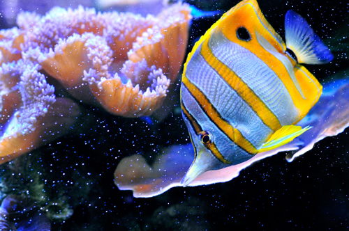poisson2.jpg