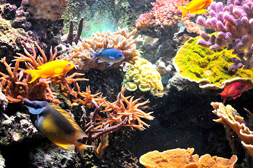 POISSON CANET