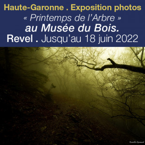 Exposition Le Printemps de l’Arbre au Musée du Bois à Revel