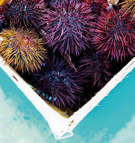 MARSEILLE PROVENCE GASTRONOMIE1