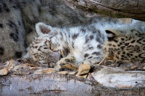 ZooSafari de Thoiry3