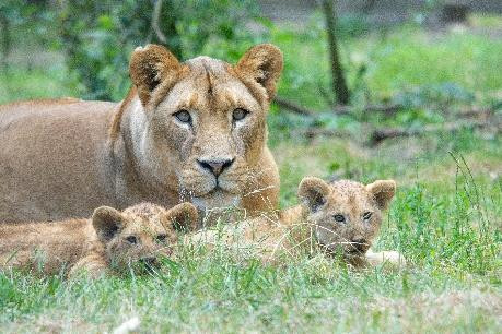 ZooSafari de Thoiry4
