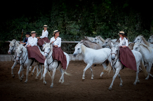 haras-carmarguais-photo-Herri-Baron.jpg