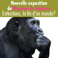 Nouvelle exposition du Muséum de Toulouse