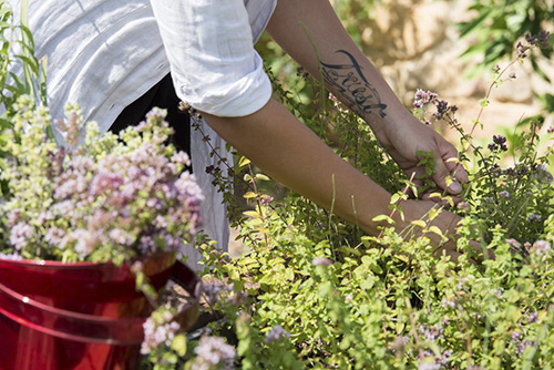 VC_Jul15_FonsMajo_Jardin_Yerba_defR-12.jpg