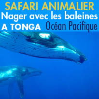 Safari animalier,<br>Nager<br>avec les baleines<br>à Tonga