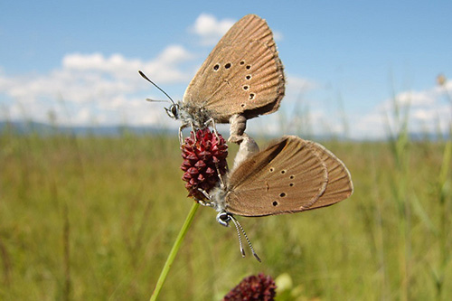 nature_caricaie2.jpg