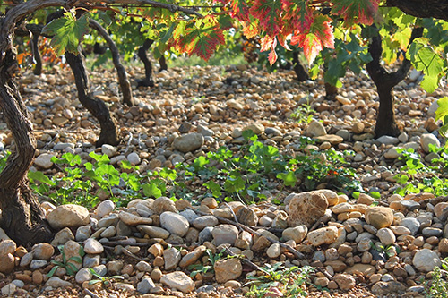 Vignes12.jpg