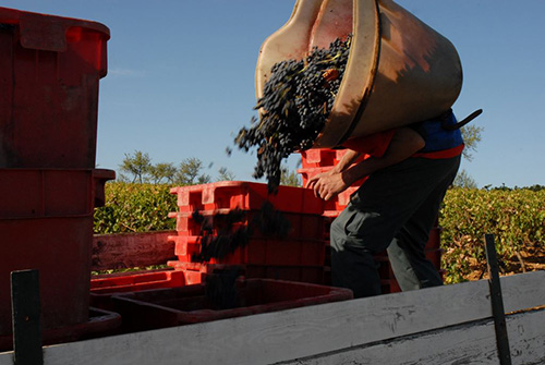 vendanges_La_Bouysse3.jpg