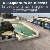 L’Aquarium de Biarritz, la vie continue malgré le confinement