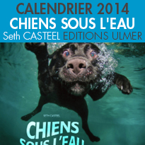 Chiens sous l’eau<br>les chiens <br>nouvelles stars des bassins