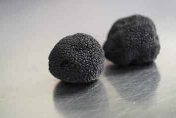 DP_Manuel_Truffe_Page_3_Image_0001.jpg