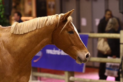Elevage-et-ventes_article_l_salon_du_cheval_fre.jpg