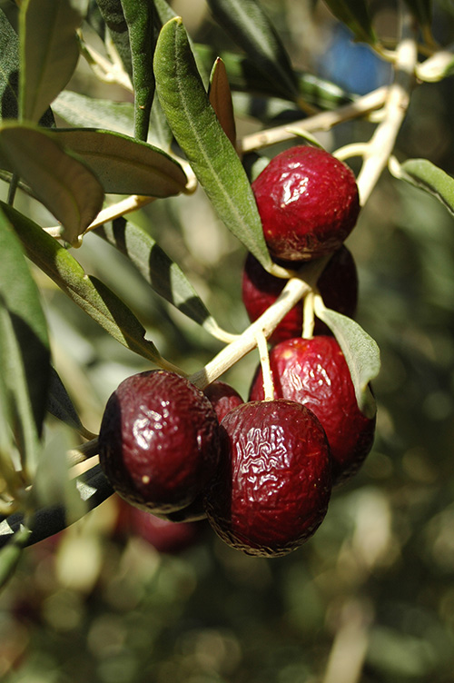 olives.jpg