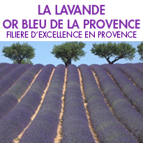 La lavande <br>or bleu de la Provence