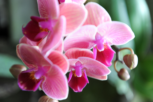 SerrePapillonsTerraBotanicaAngersCreditCoraliePILARD.jpg