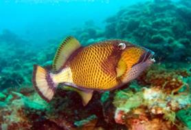 CP_Lagon__plongee_160513_Page_1_Image_0005.jpg