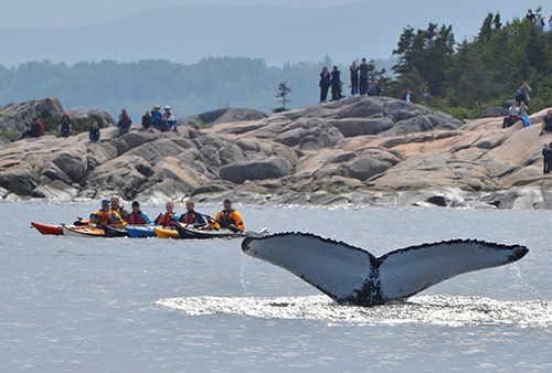 Qm-0633_Observation_d_une_baleine_Le_Quebec_maritime_Marc_Loiselle.jpg