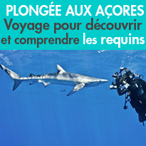 Plonger avec les requins<br>peau bleu<br>des Açores