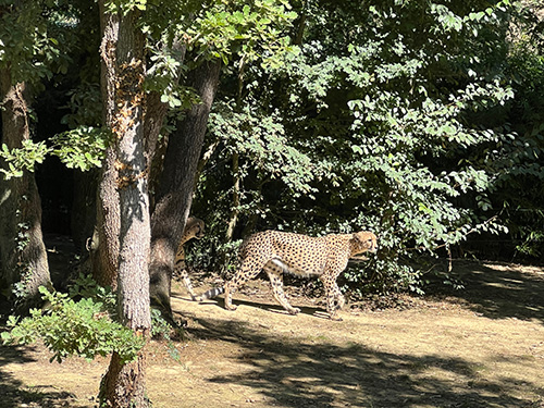 guepardphoto2