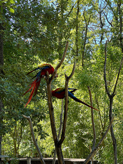 zooafricansafari14