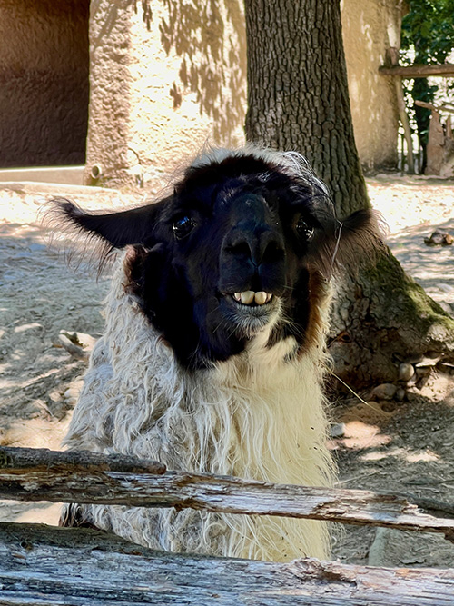 zooafricansafari3