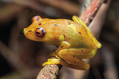 43-Grenouille©-Vincent-Premel-1024x683