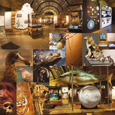 Museum_de_Toulouse5.jpg
