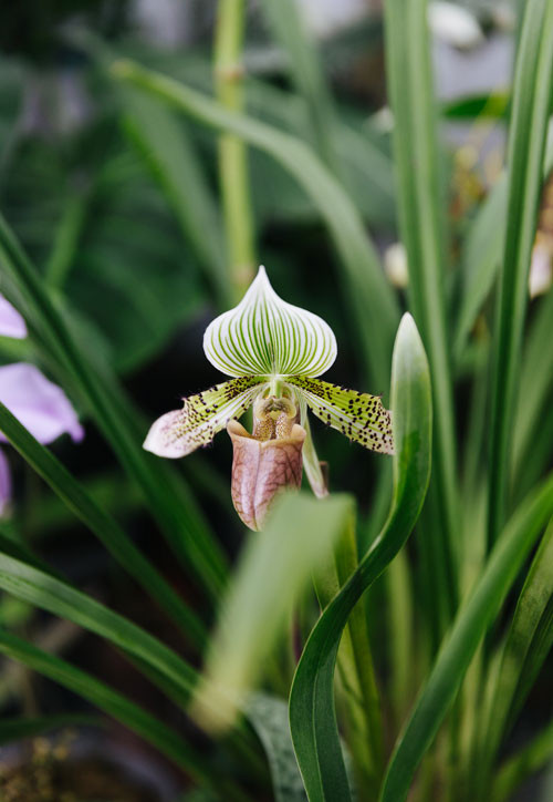 PHOTO-Paphiopedilum-Yachiyo-Lady--Thibault-Charpentier-@hebdomania